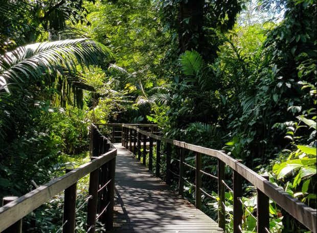 Regenwald Costa Rica