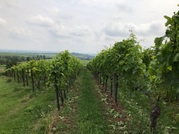 Wanderweg durch die Weinreben