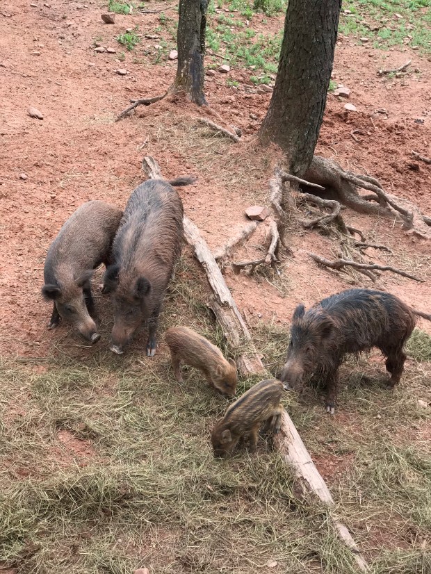 Wildschwein im Wildpark Silz