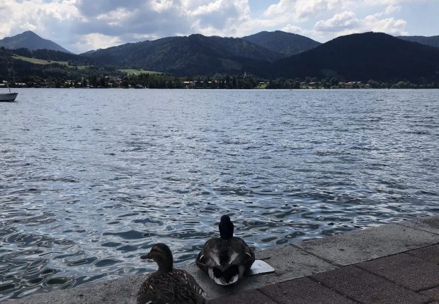 Enten am Tegernsee