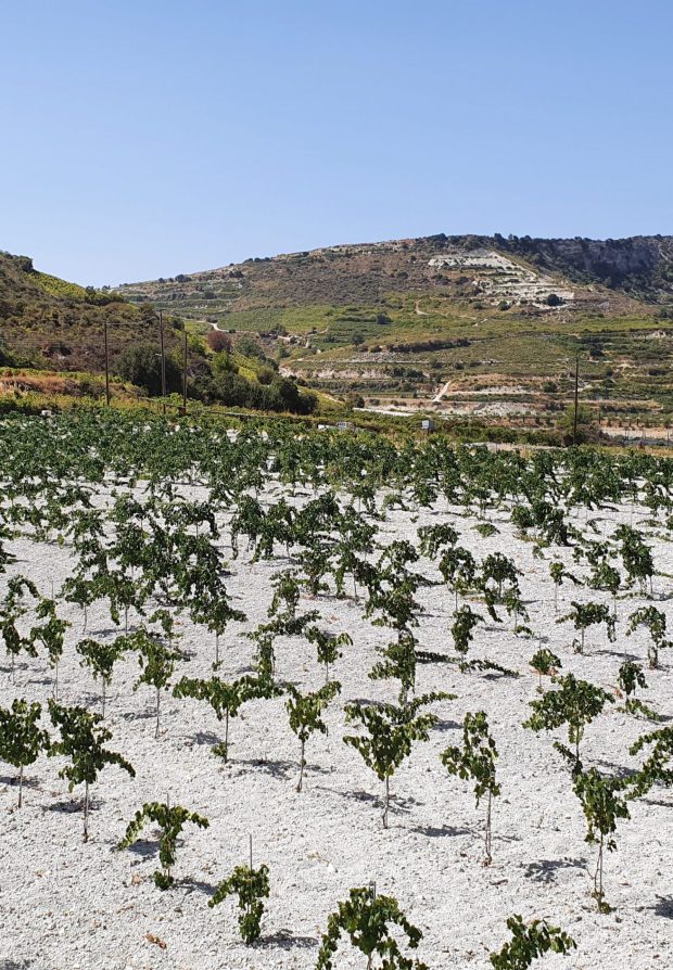 Weinreben Zypern