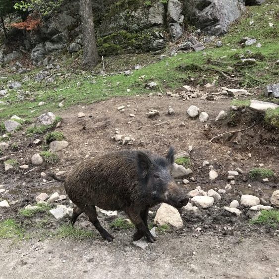 Parc Omega Kanada Tiere