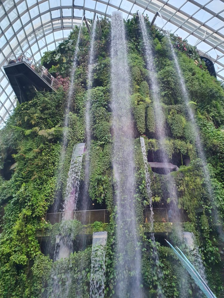 Cloud Forest